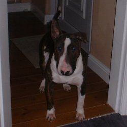 Ali, a bull terrier, photographed by their family for the original bullmania.co.uk gallery