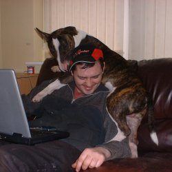 Ali, a bull terrier, photographed by their family for the original bullmania.co.uk gallery