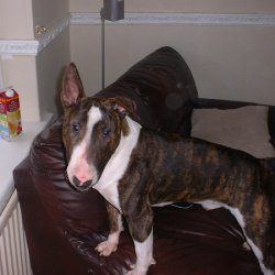Ali, a bull terrier, photographed by their family for the original bullmania.co.uk gallery