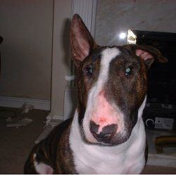 Ali, a bull terrier, photographed by their family for the original bullmania.co.uk gallery