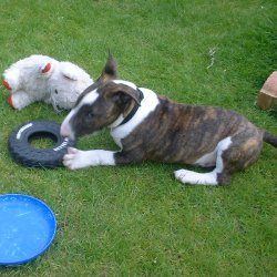 Ali, a bull terrier, photographed by their family for the original bullmania.co.uk gallery