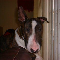 Ali, a bull terrier, photographed by their family for the original bullmania.co.uk gallery