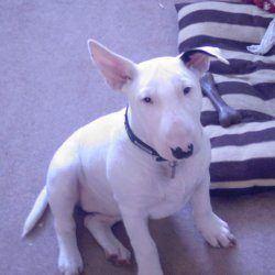 Angel, a bull terrier, photographed by their family for the original bullmania.co.uk gallery