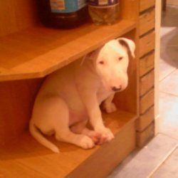 Angel, a bull terrier, photographed by their family for the original bullmania.co.uk gallery