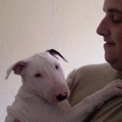 Angel, a bull terrier, photographed by their family for the original bullmania.co.uk gallery