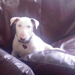 Angel, a bull terrier, photographed by their family for the original bullmania.co.uk gallery