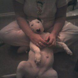 Angel, a bull terrier, photographed by their family for the original bullmania.co.uk gallery