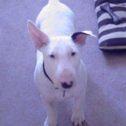 Angel, a bull terrier, photographed by their family for the original bullmania.co.uk gallery