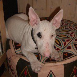 Betty, a bull terrier, photographed by their family for the original bullmania.co.uk gallery
