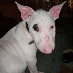 Betty, a bull terrier, photographed by their family for the original bullmania.co.uk gallery