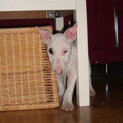 Betty, a bull terrier, photographed by their family for the original bullmania.co.uk gallery