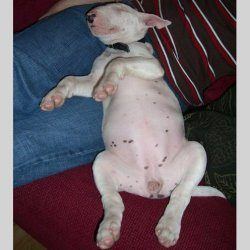 Betty, a bull terrier, photographed by their family for the original bullmania.co.uk gallery