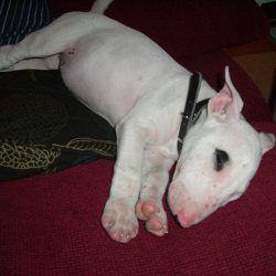 Betty, a bull terrier, photographed by their family for the original bullmania.co.uk gallery