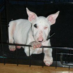 Betty, a bull terrier, photographed by their family for the original bullmania.co.uk gallery