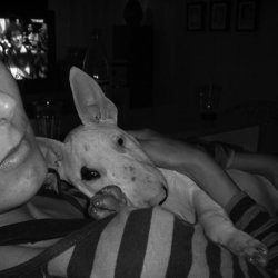 Betty, a bull terrier, photographed by their family for the original bullmania.co.uk gallery