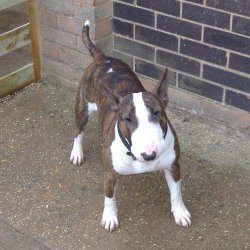 Blake, a bull terrier, photographed by their family for the original bullmania.co.uk gallery