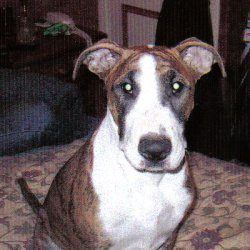 Brony, a bull terrier, photographed by their family for the original bullmania.co.uk gallery