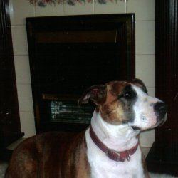 Brony, a bull terrier, photographed by their family for the original bullmania.co.uk gallery