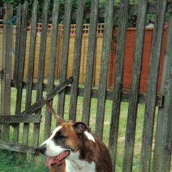 Brony, a bull terrier, photographed by their family for the original bullmania.co.uk gallery