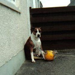 Brony, a bull terrier, photographed by their family for the original bullmania.co.uk gallery