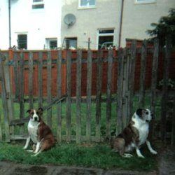 Brony, a bull terrier, photographed by their family for the original bullmania.co.uk gallery