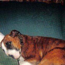 Brony, a bull terrier, photographed by their family for the original bullmania.co.uk gallery