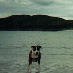 Brony, a bull terrier, photographed by their family for the original bullmania.co.uk gallery