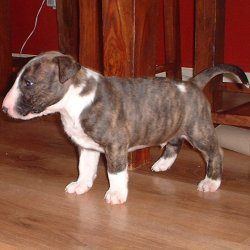 Bullseye, a bull terrier, photographed by their family for the original bullmania.co.uk gallery