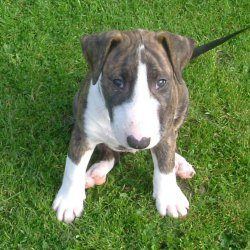 Bullseye, a bull terrier, photographed by their family for the original bullmania.co.uk gallery