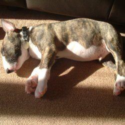 Bullseye, a bull terrier, photographed by their family for the original bullmania.co.uk gallery