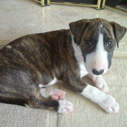 Bullseye, a bull terrier, photographed by their family for the original bullmania.co.uk gallery