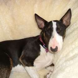 Cassie, a bull terrier, photographed by their family for the original bullmania.co.uk gallery