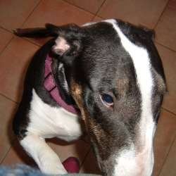 Cassie, a bull terrier, photographed by their family for the original bullmania.co.uk gallery