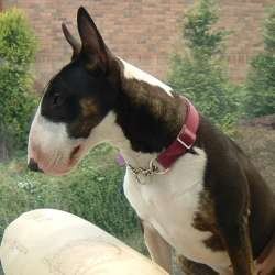 Cassie, a bull terrier, photographed by their family for the original bullmania.co.uk gallery