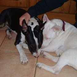 Cassie, a bull terrier, photographed by their family for the original bullmania.co.uk gallery