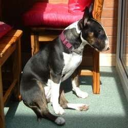 Cassie, a bull terrier, photographed by their family for the original bullmania.co.uk gallery