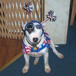Dakota, a bull terrier, photographed by their family for the original bullmania.co.uk gallery