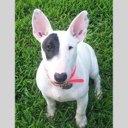 Dakota, a bull terrier, photographed by their family for the original bullmania.co.uk gallery