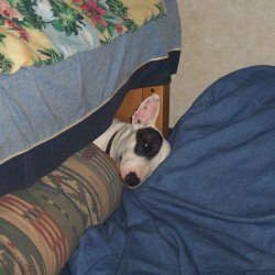 Dakota, a bull terrier, photographed by their family for the original bullmania.co.uk gallery