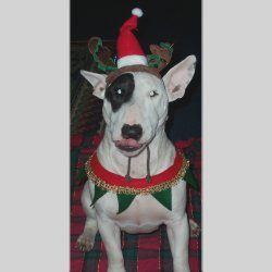 Dakota, a bull terrier, photographed by their family for the original bullmania.co.uk gallery
