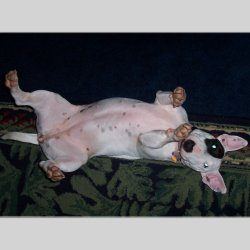 Dakota, a bull terrier, photographed by their family for the original bullmania.co.uk gallery