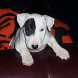 Dakota, a bull terrier, photographed by their family for the original bullmania.co.uk gallery