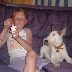 Deena, a bull terrier, photographed by their family for the original bullmania.co.uk gallery