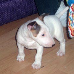Deena, a bull terrier, photographed by their family for the original bullmania.co.uk gallery