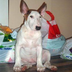 Deena, a bull terrier, photographed by their family for the original bullmania.co.uk gallery