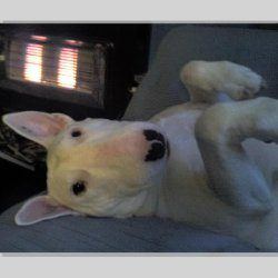 Elsa, a bull terrier, photographed by their family for the original bullmania.co.uk gallery