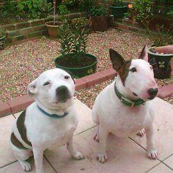Fern, a bull terrier, photographed by their family for the original bullmania.co.uk gallery
