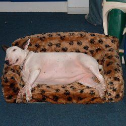 Fern, a bull terrier, photographed by their family for the original bullmania.co.uk gallery