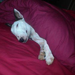 Fern, a bull terrier, photographed by their family for the original bullmania.co.uk gallery