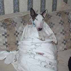 Fern, a bull terrier, photographed by their family for the original bullmania.co.uk gallery